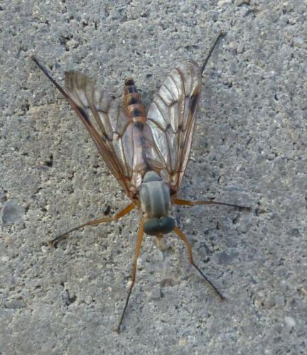 Réf. 255 170 : Rhagio scolopaceus